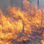 Big Fire in Florida's Wild Swamp Park—The National Fire Story