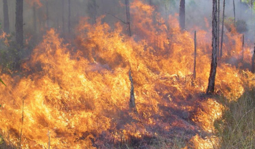 Big Fire in Florida's Wild Swamp Park—The National Fire Story