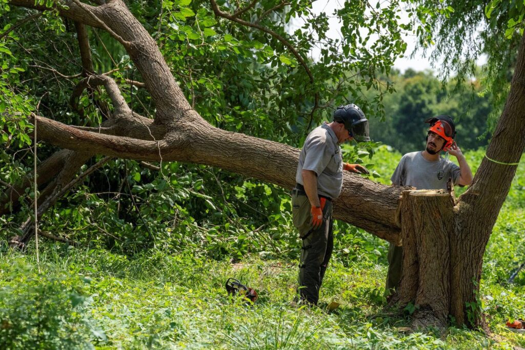 Judge Furious After Hundreds of Trees Are Cut Down at Trump’s Washington Golf Course