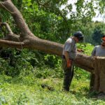 Judge Furious After Hundreds of Trees Are Cut Down at Trump’s Washington Golf Course